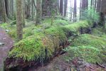 PICTURES/Sol Duc - Ancient Groves/t_Moss Log3.JPG